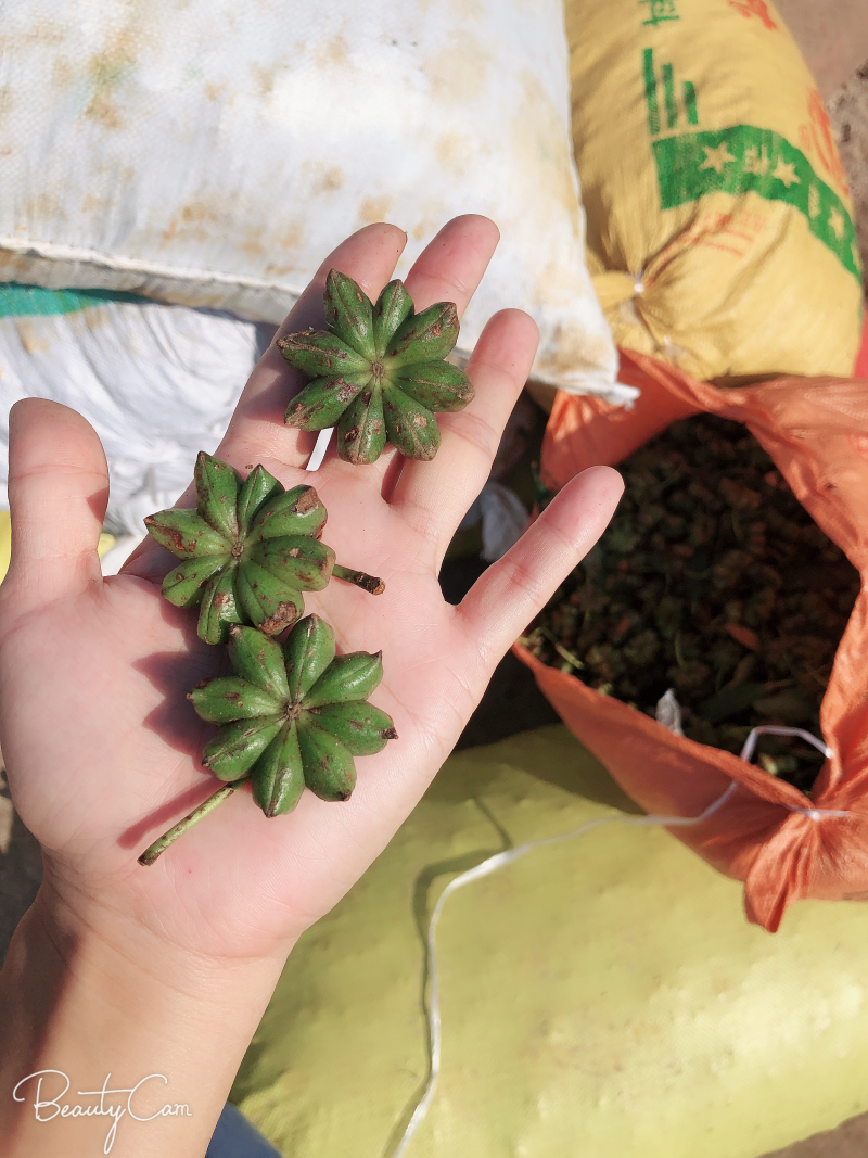 广西烫水无硫大红八角广西上思县思瑶土特产有限责任公司