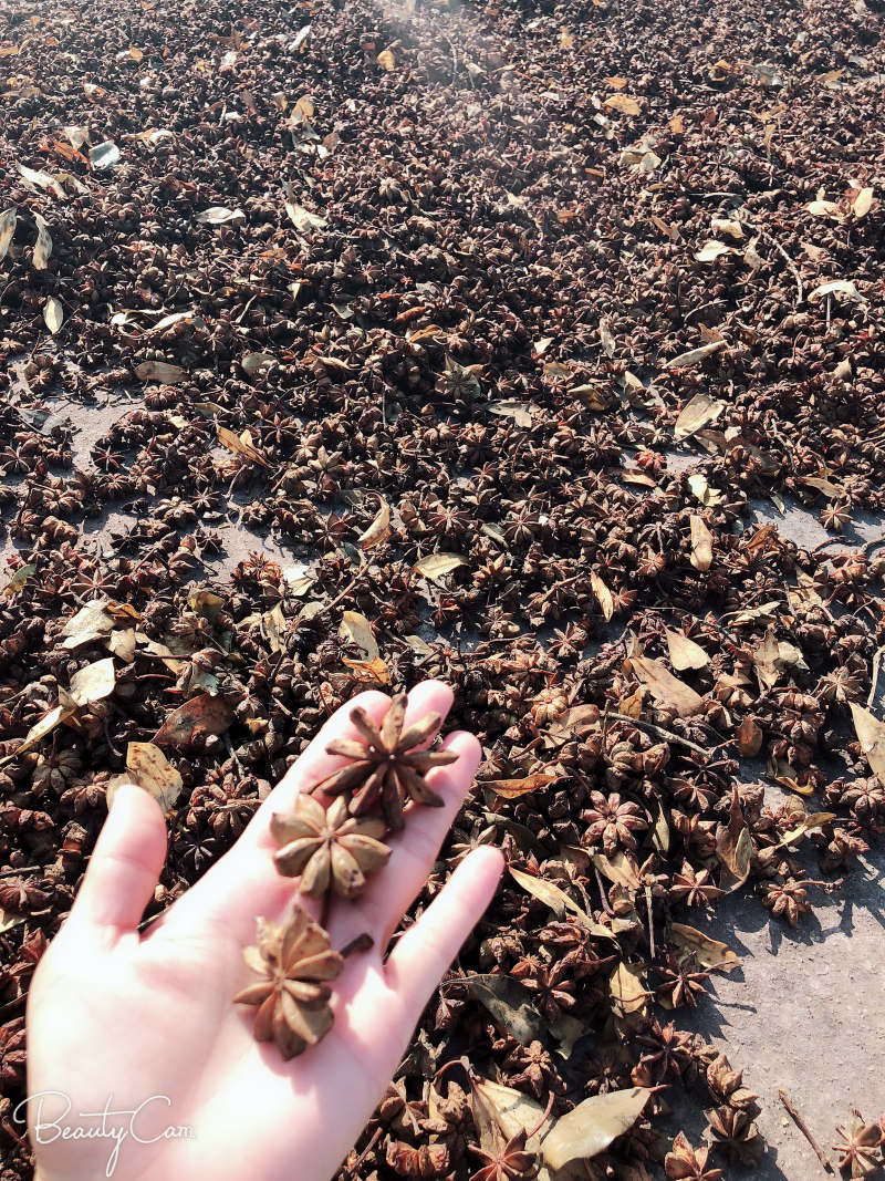 广西烫水无硫大红八角广西上思县思瑶土特产有限责任公司