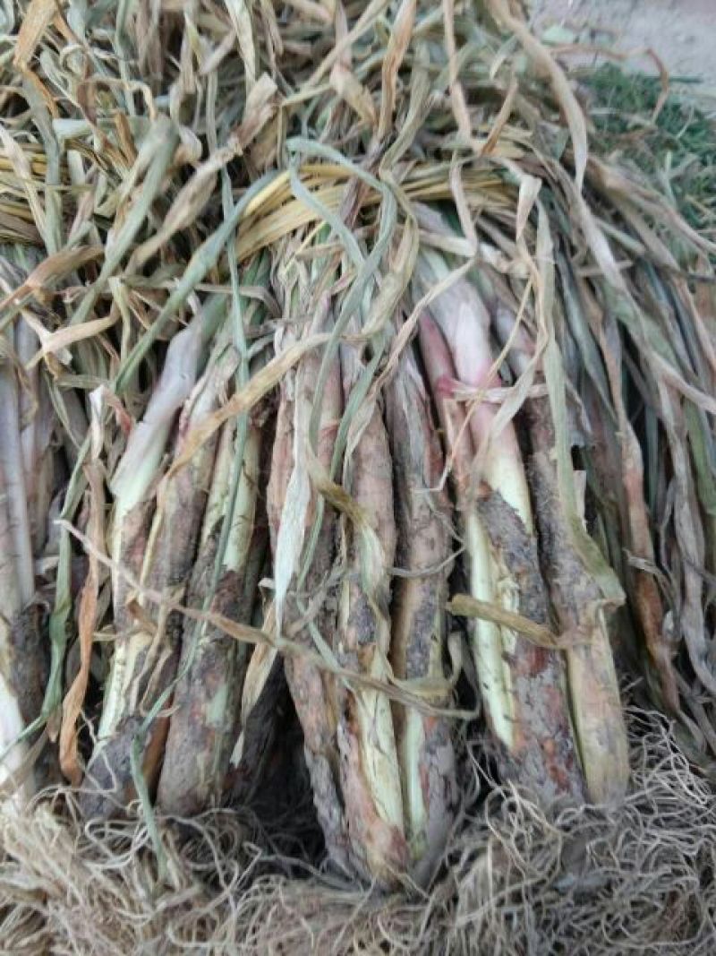 农葱红葱25cm以下毛葱3cm左右