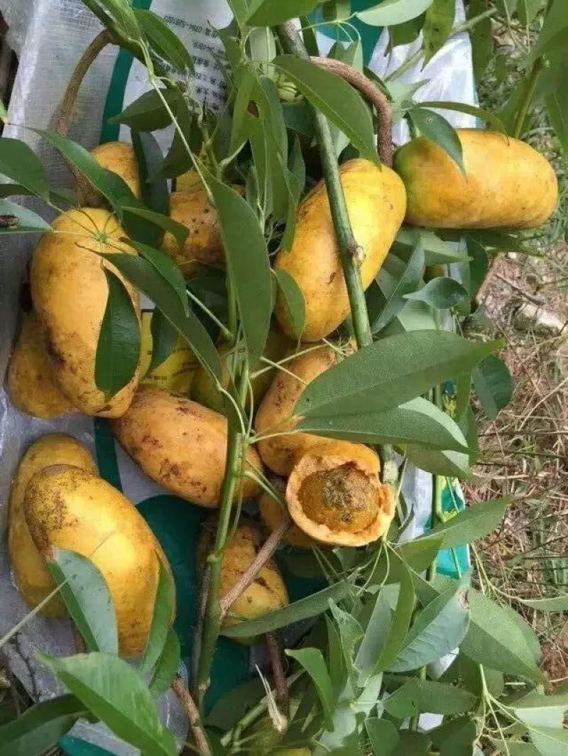 🔥热卖/企业认证高产大果九月黄苗黄金蕉包活包技术