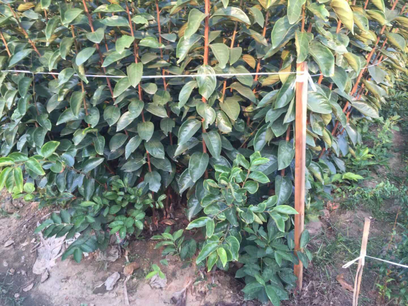 京东唯品会特价柿子苗