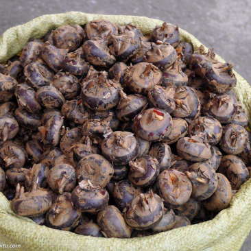 广西马蹄产地马蹄荔浦马蹄水果马蹄袋装电商箱装一件代发