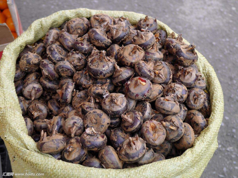 广西马蹄产地马蹄荔浦马蹄水果马蹄袋装电商箱装一件代发