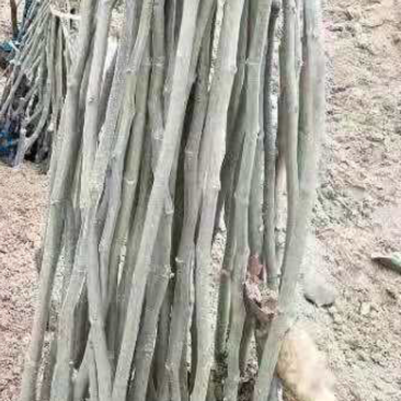 京东唯品会柿子苗