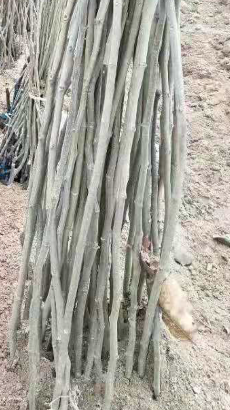 京东唯品会柿子苗