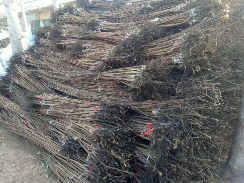 京东唯品会柿子苗
