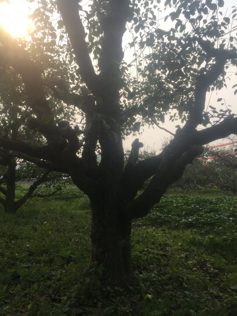 梨树