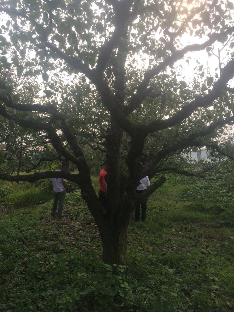 梨树