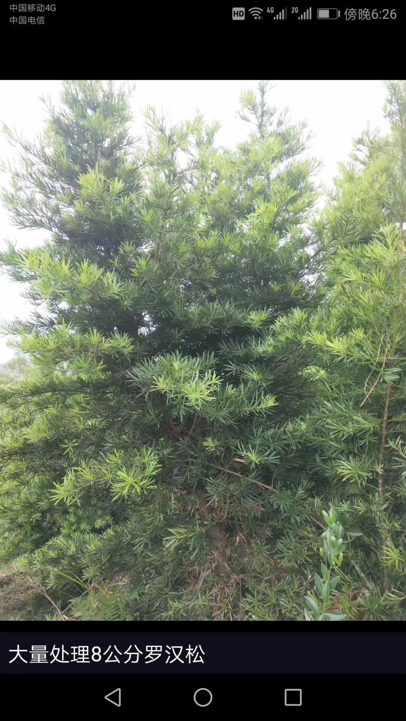 杜娟花