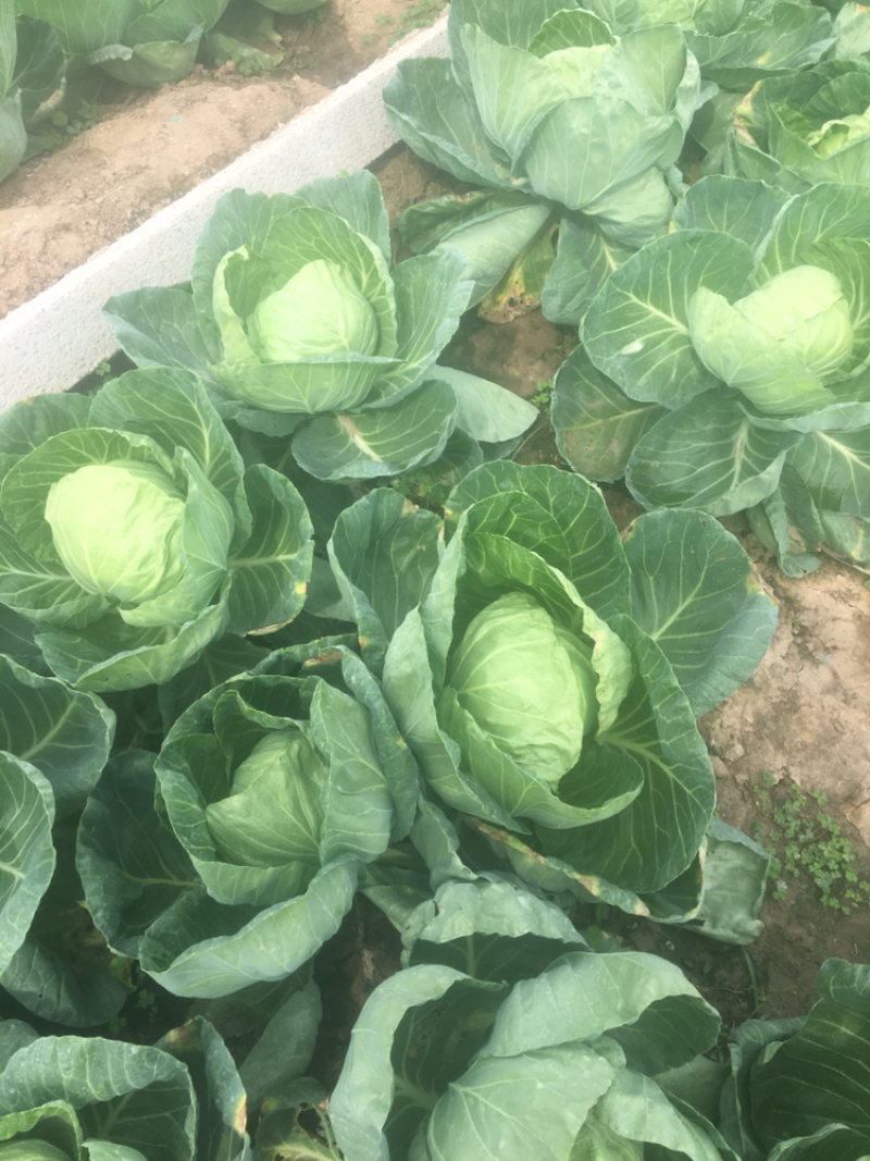 青州精品大棚甘蓝大量上市