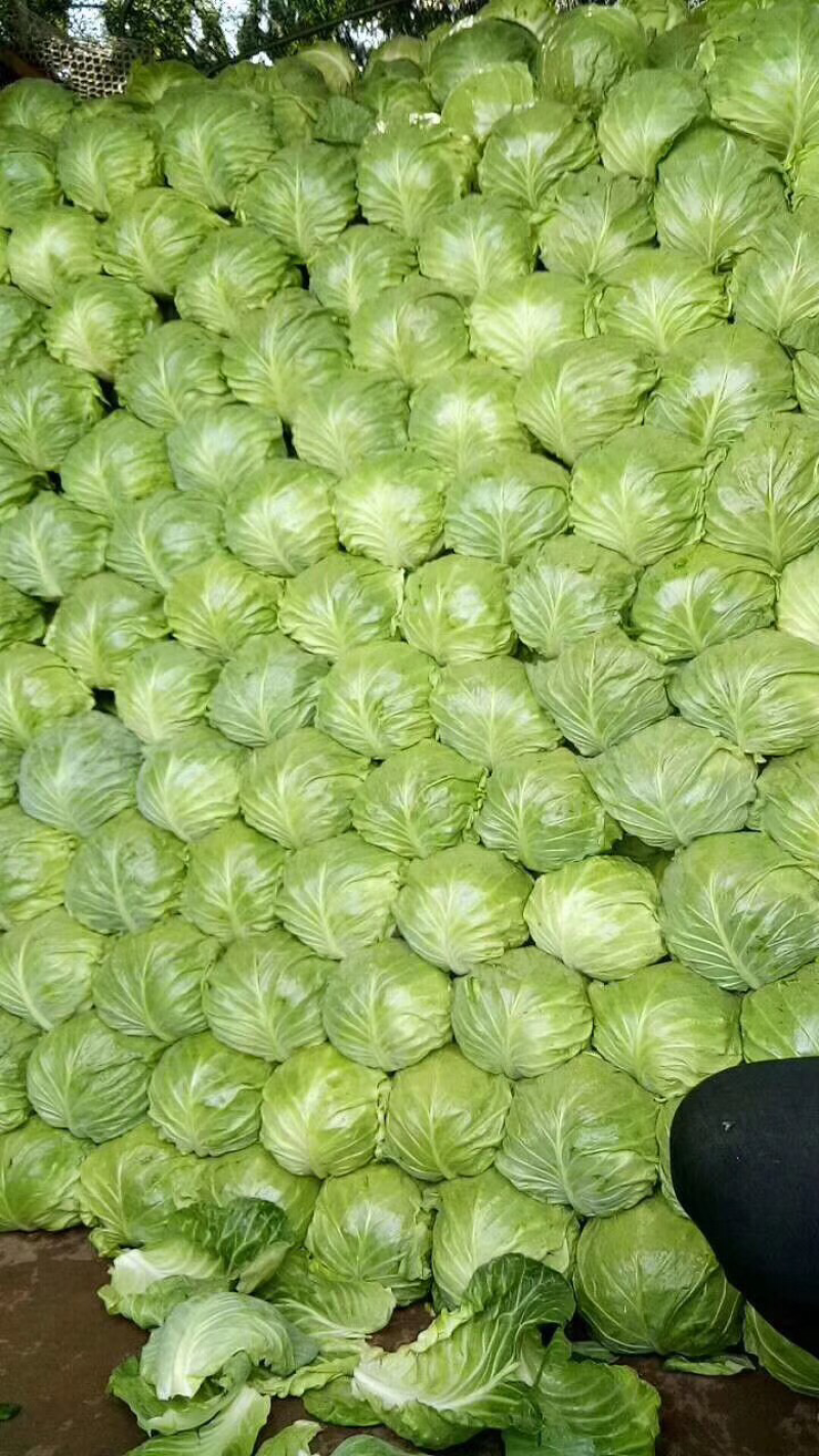 青州精品大棚甘蓝大量上市