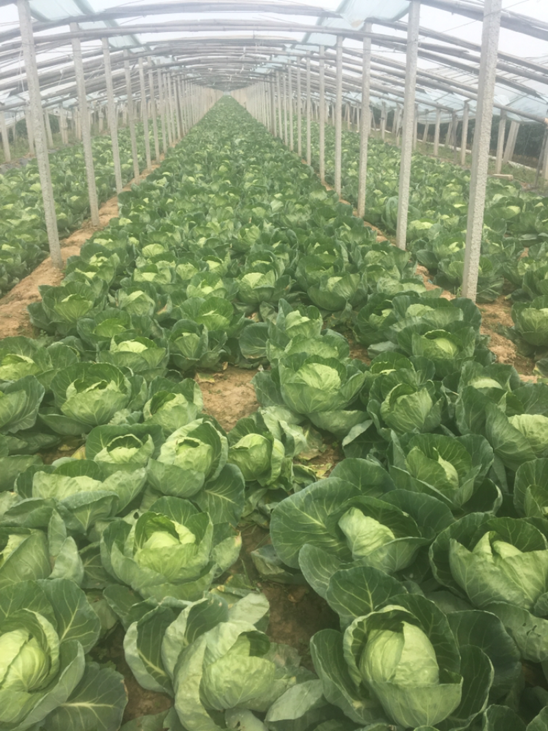 青州精品大棚甘蓝大量上市