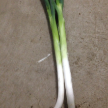 大葱
