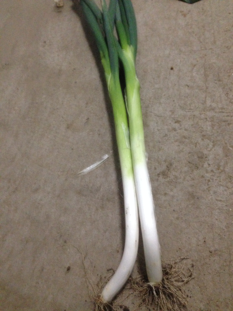 大葱