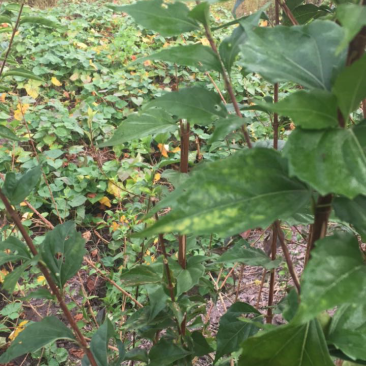 豆腐柴树苗野生