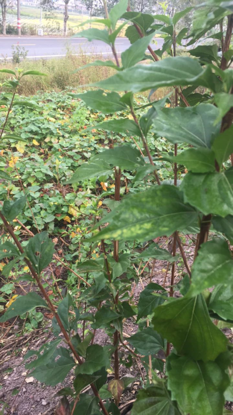 豆腐柴树苗野生