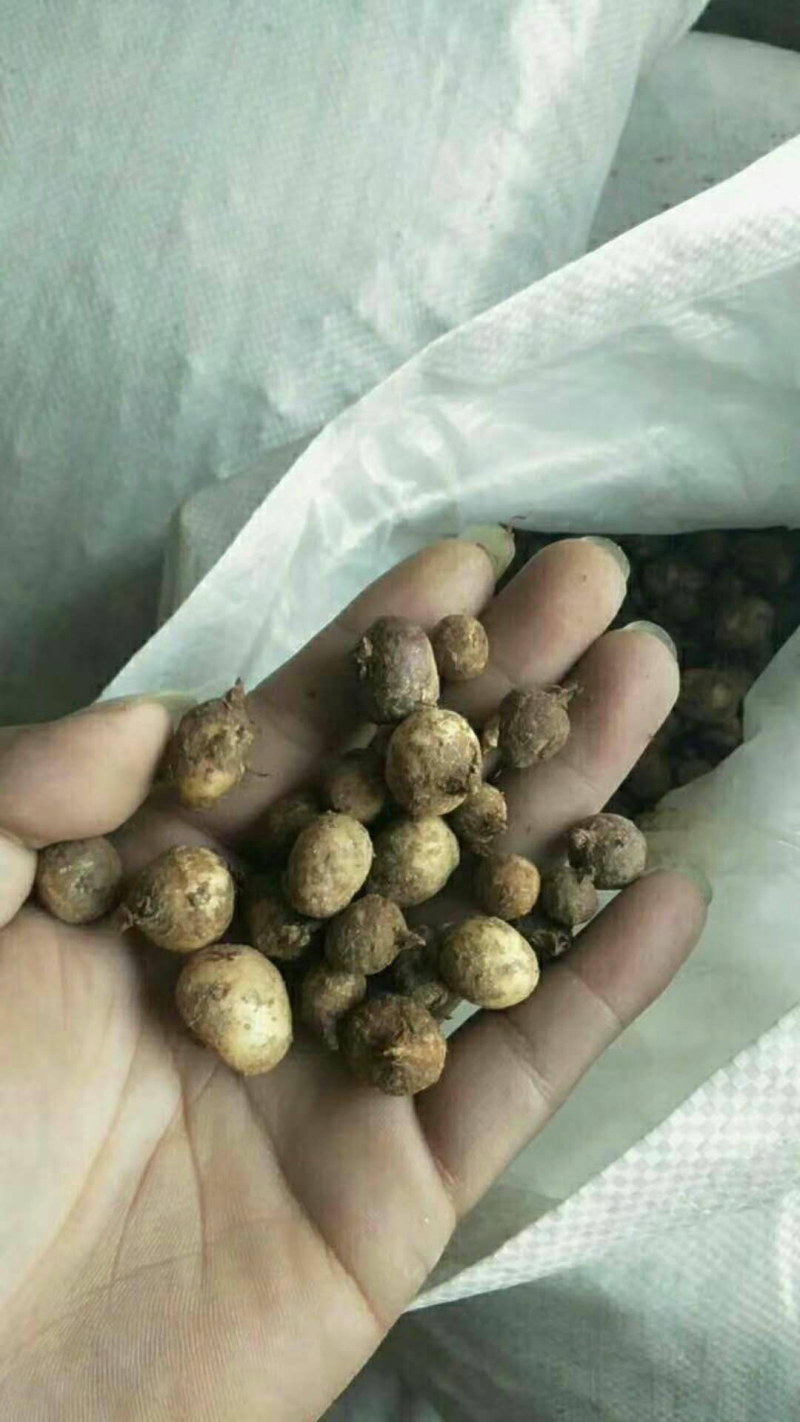 半夏种子发芽率95%以上支持货到付款