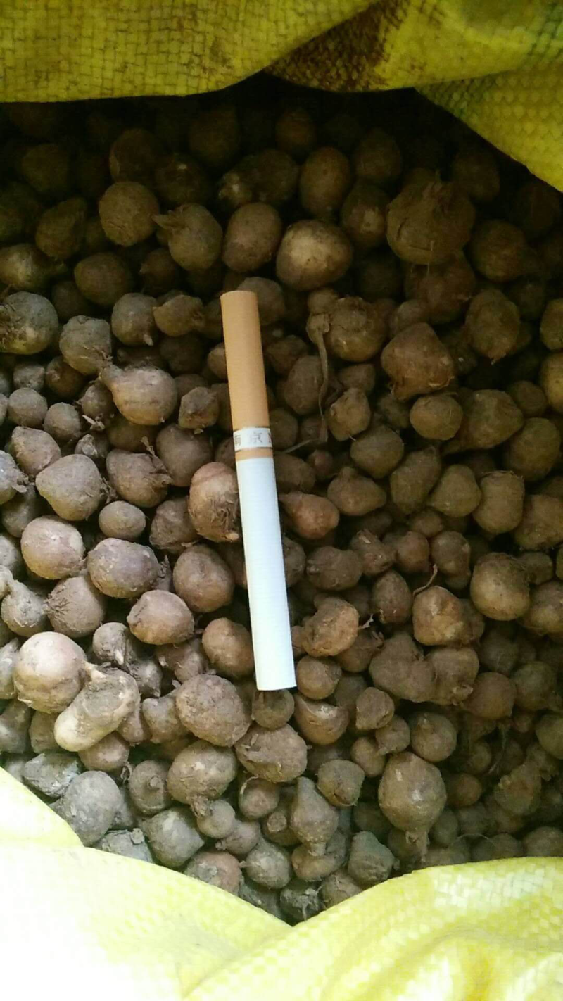 半夏种子发芽率95%以上支持货到付款