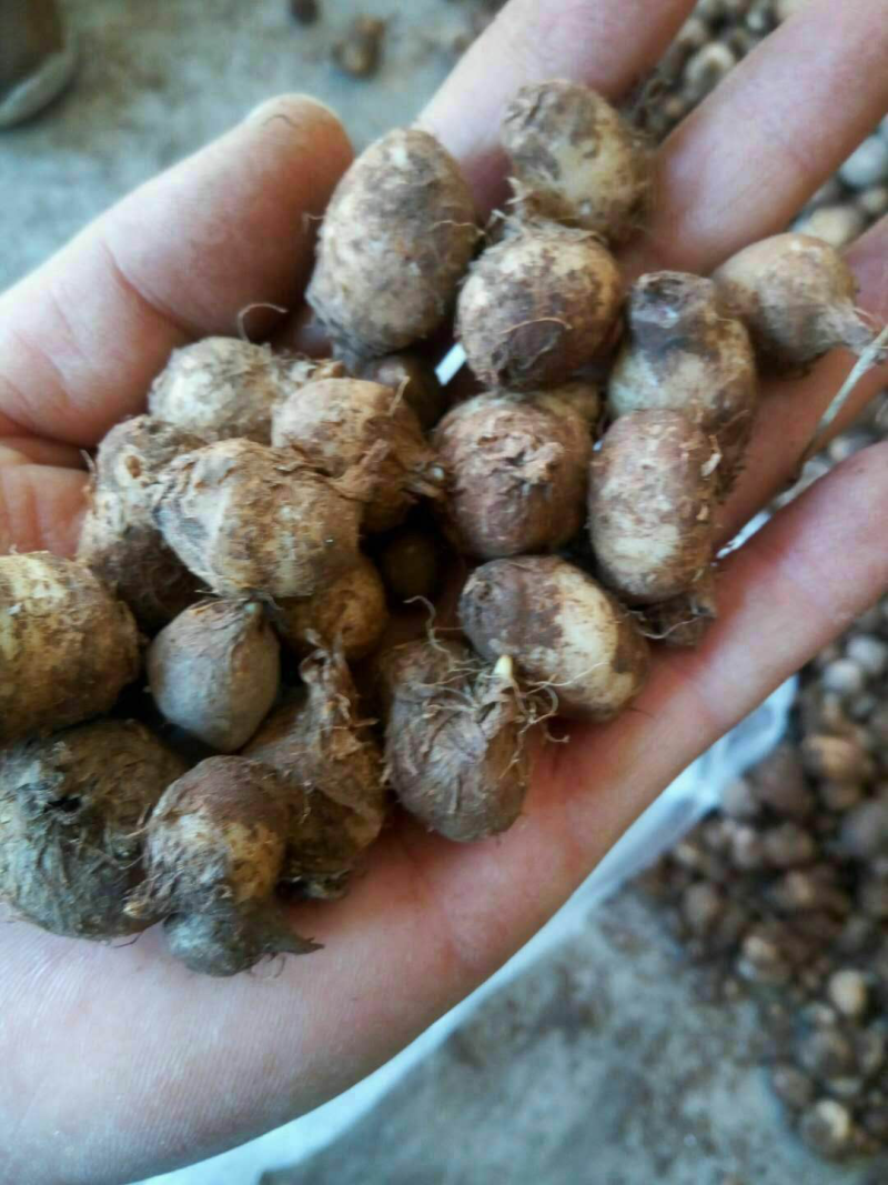 半夏种子发芽率95%以上支持货到付款