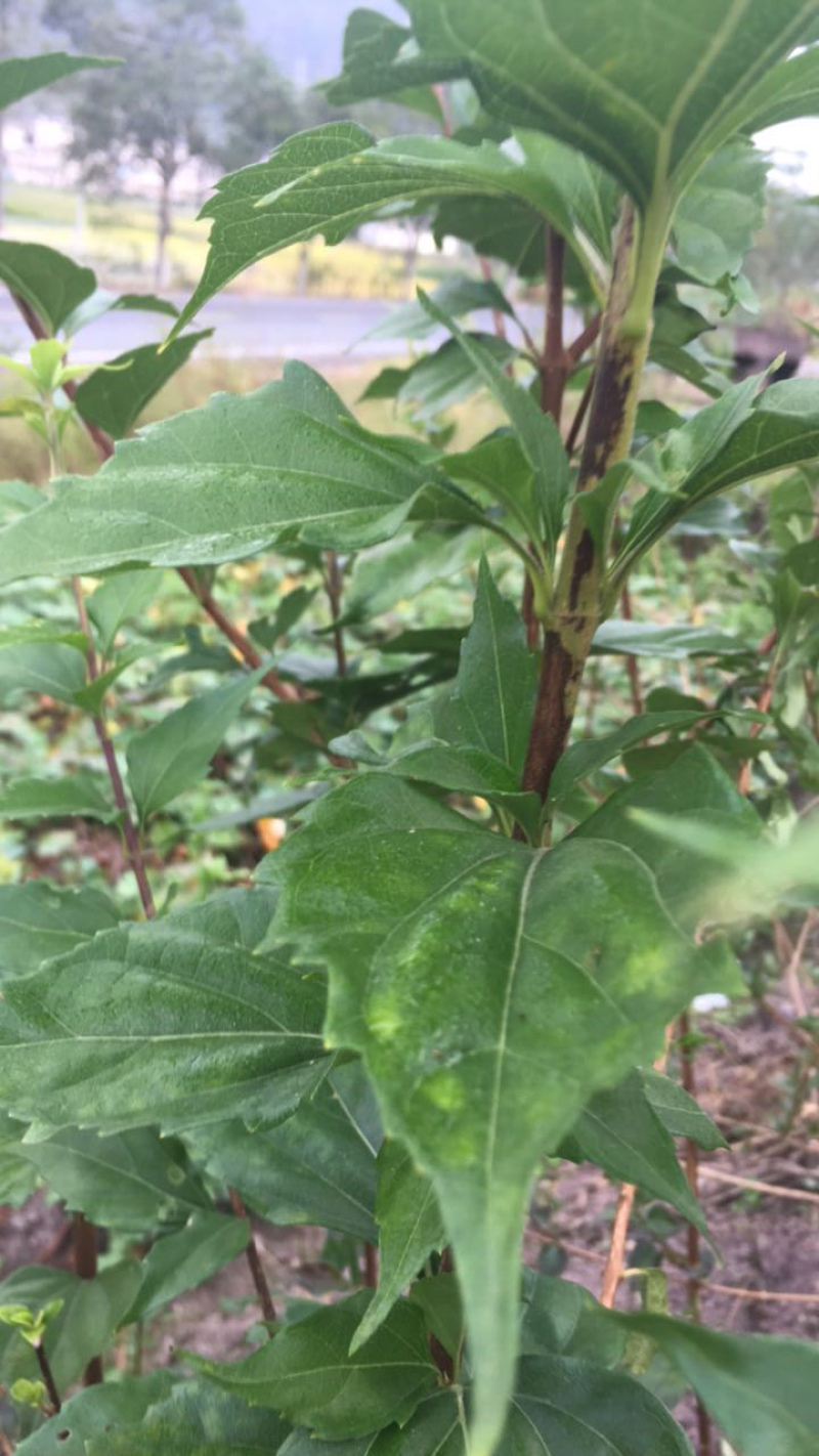 豆腐柴种树苗