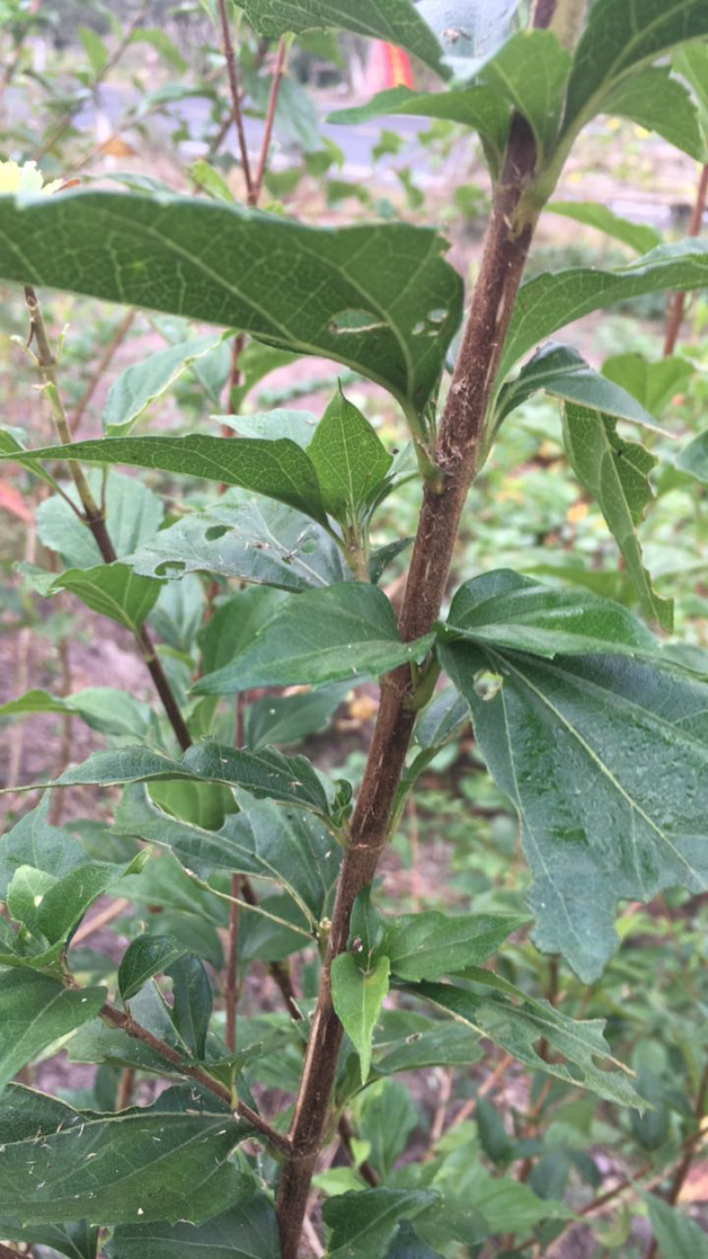 豆腐柴种树苗