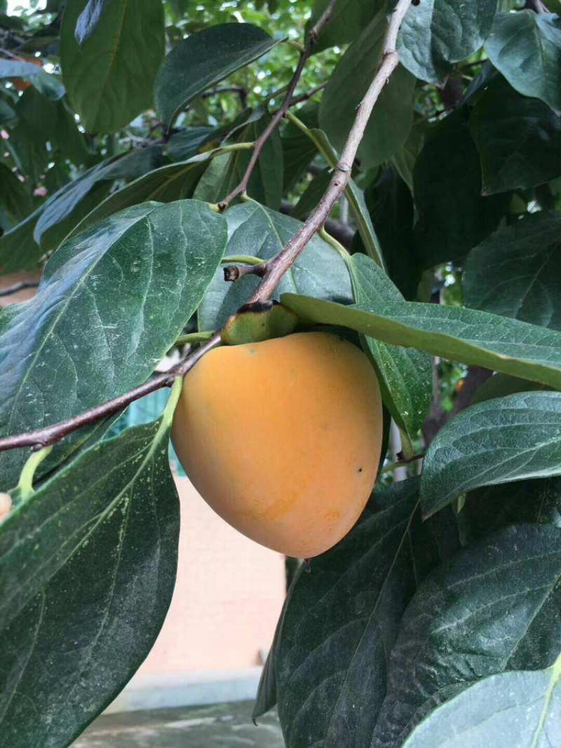 大量尖柿即将成熟，欢迎客商联系