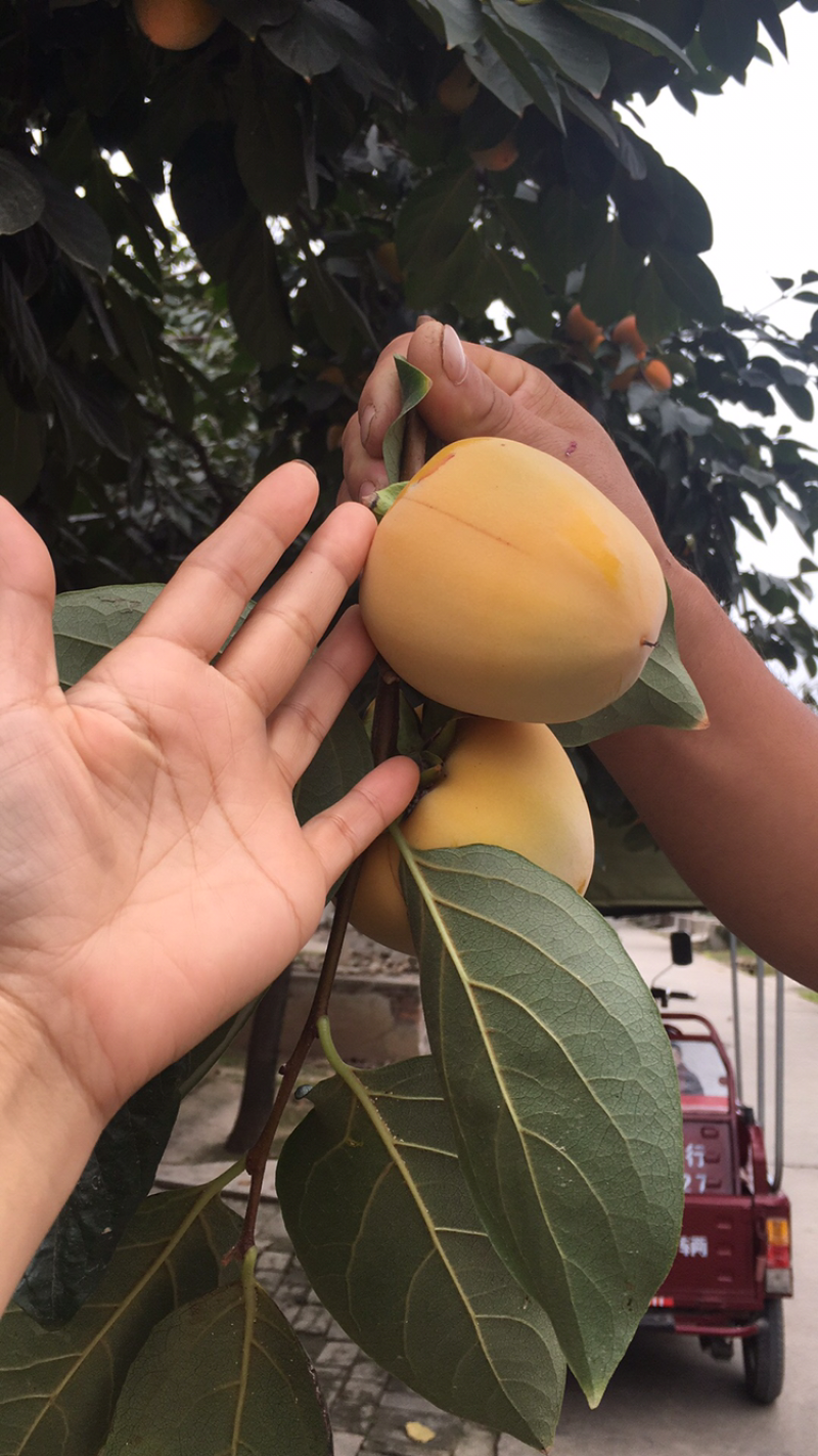 大量尖柿即将成熟，欢迎客商联系
