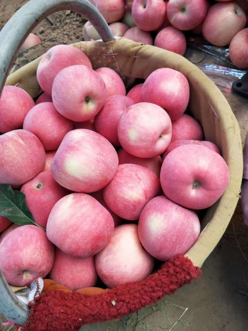 正宁贴字红富士甘肃