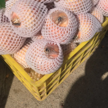 临潼石榴