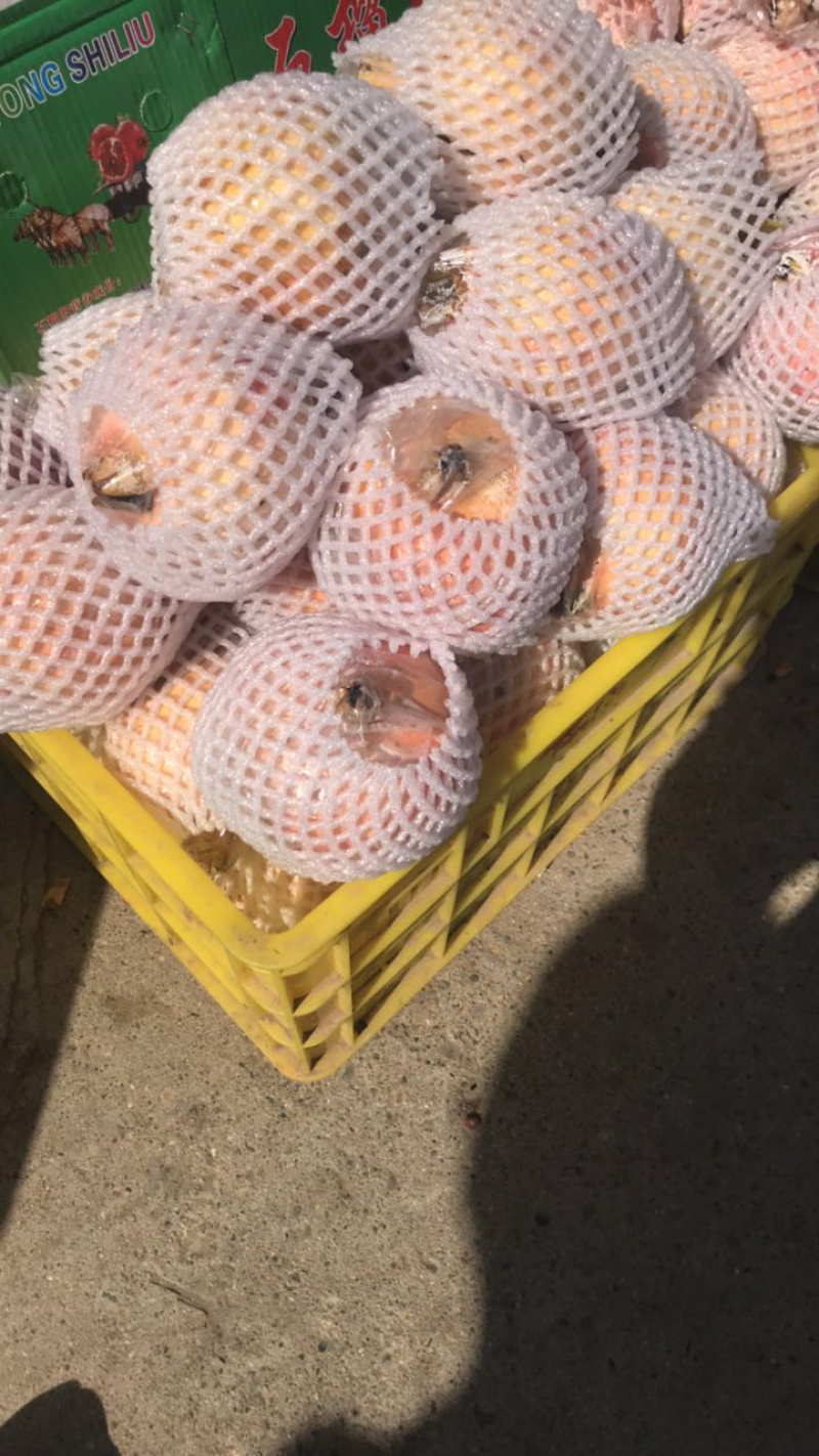 临潼石榴
