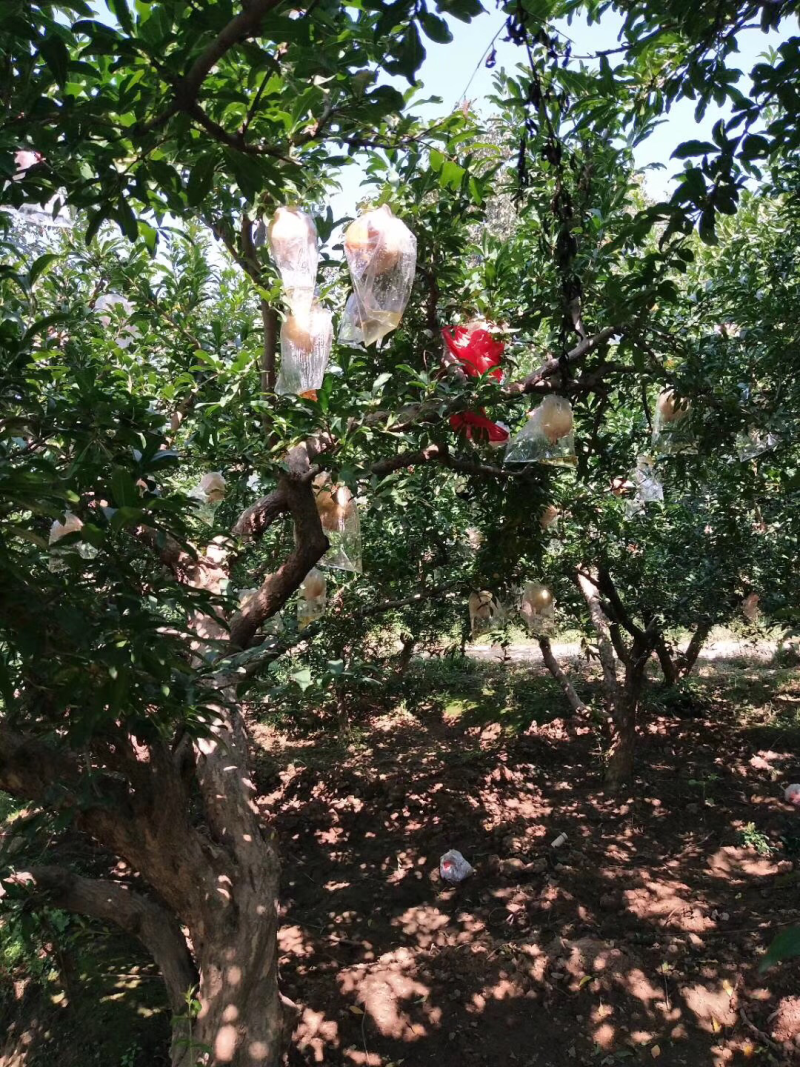 《临潼石榴》