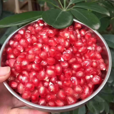 《临潼石榴》