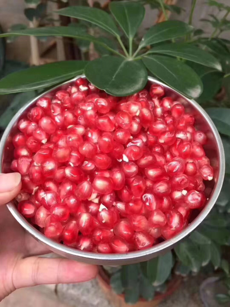 《临潼石榴》