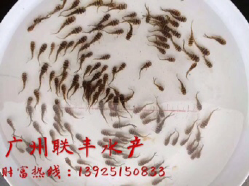 黄颡鱼苗
