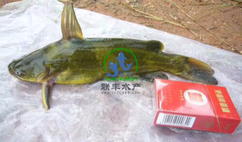 黄颡鱼苗