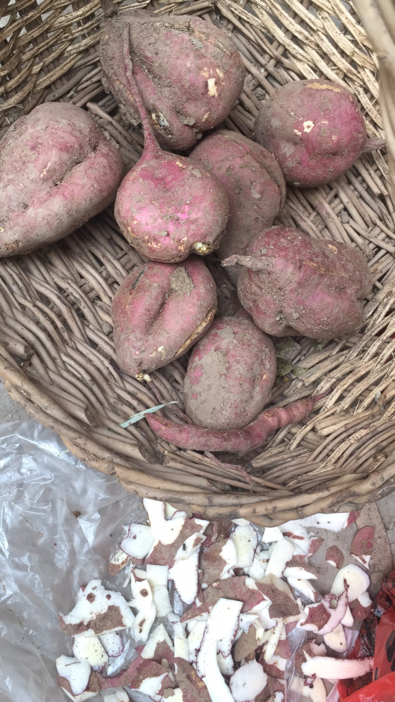 高淀粉，约八红玉