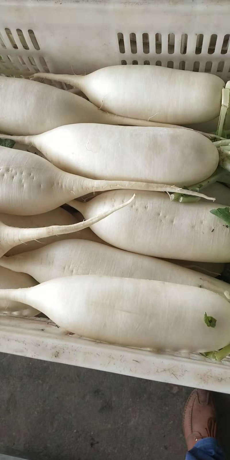 各种萝卜。盐城东台蔬菜基地。