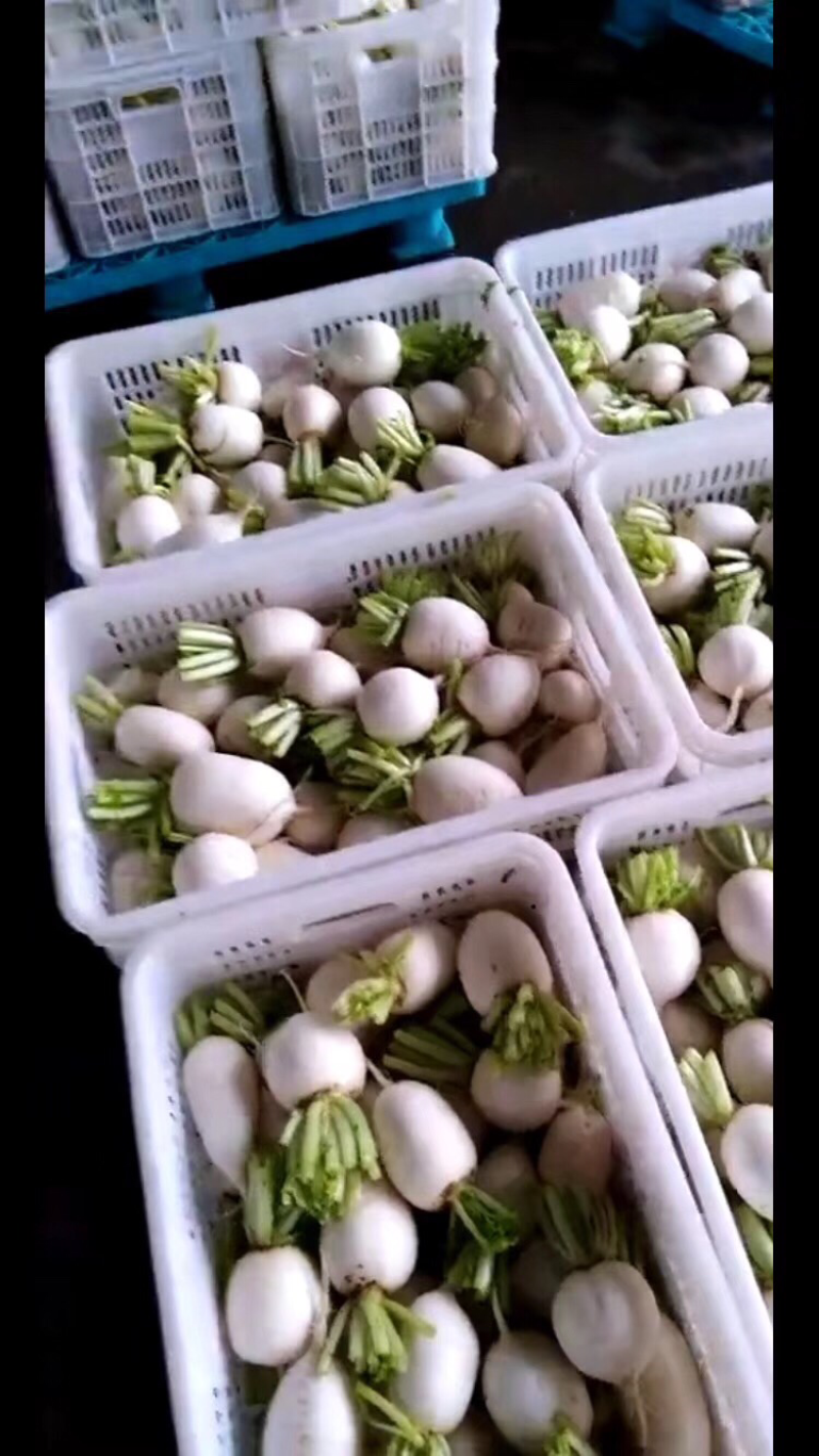 各种萝卜。盐城东台蔬菜基地。
