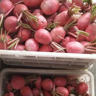 各种萝卜。盐城东台蔬菜基地。