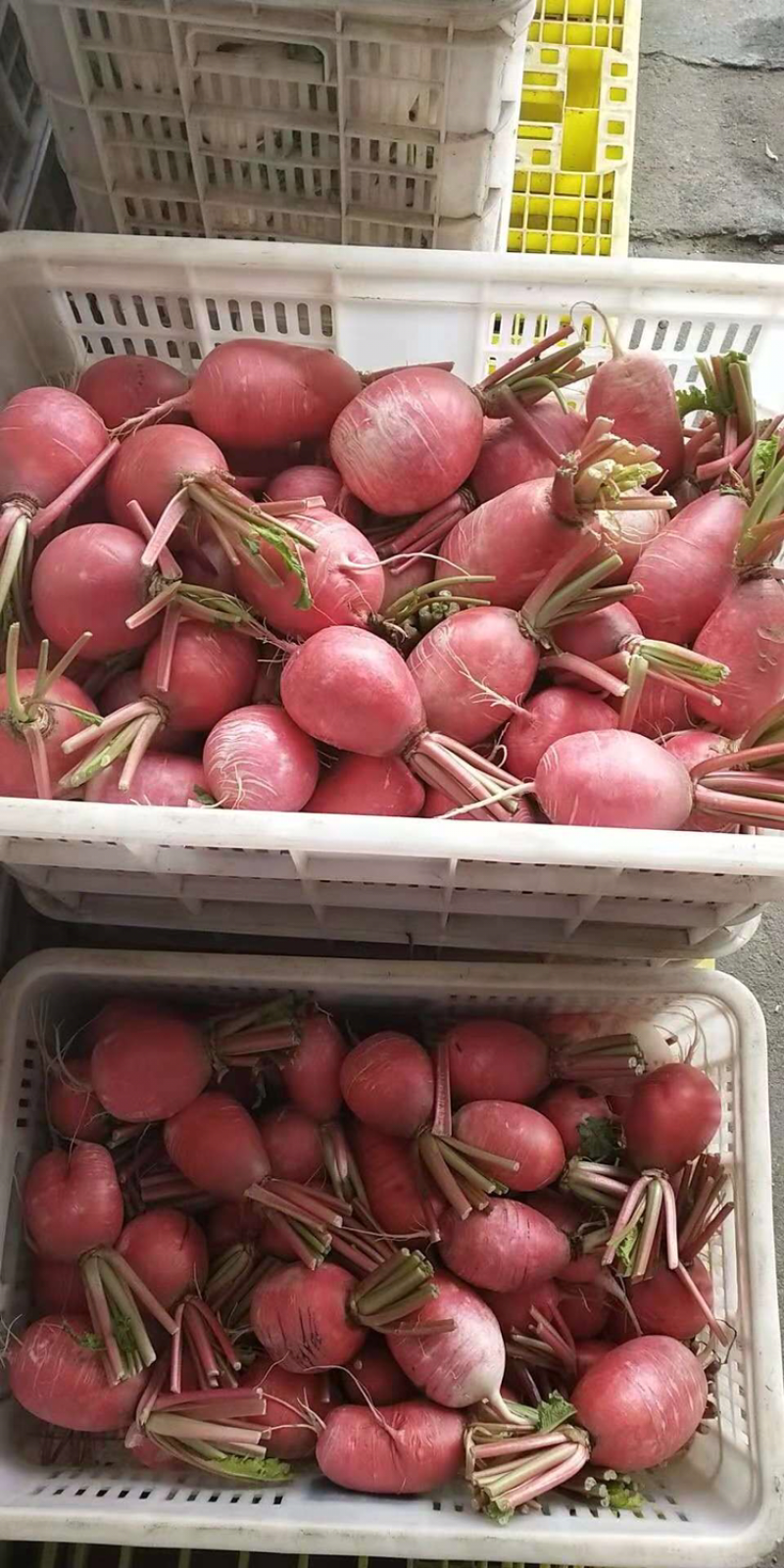 各种萝卜。盐城东台蔬菜基地。