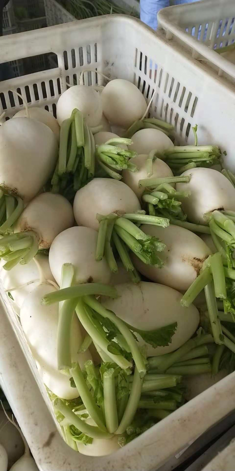 各种萝卜。盐城东台蔬菜基地。
