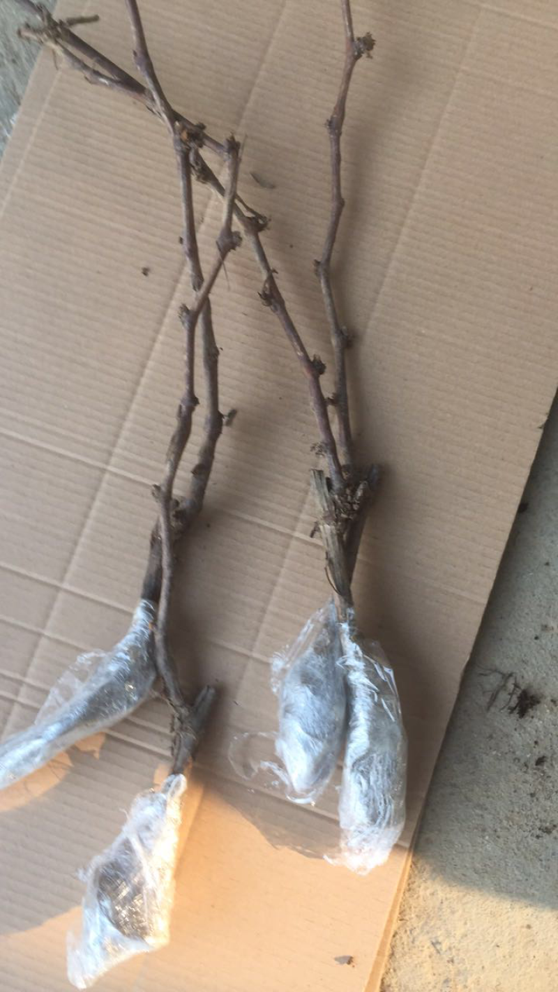 葡萄树苗盆地栽葡萄苗无籽巨峰品种南北方种植蓝宝石苗爬藤果