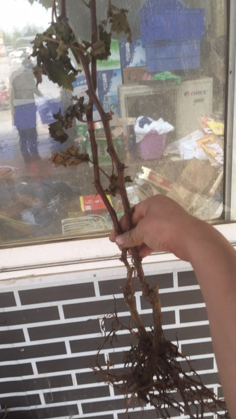 葡萄树苗盆地栽葡萄苗无籽巨峰品种南北方种植蓝宝石苗爬藤果