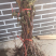 葡萄树苗盆地栽葡萄苗无籽巨峰品种南北方种植蓝宝石苗爬藤果