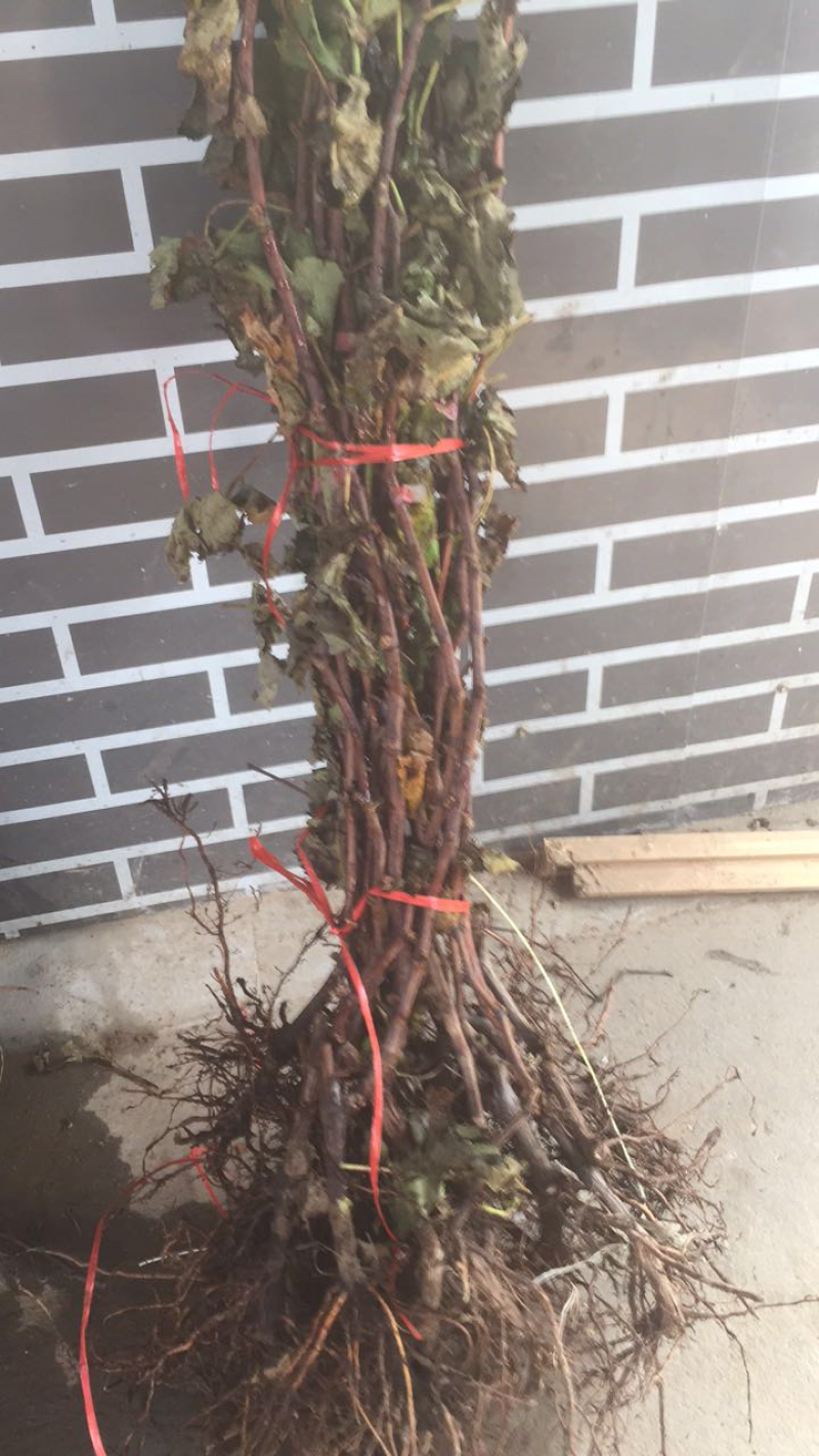 葡萄树苗盆地栽葡萄苗无籽巨峰品种南北方种植蓝宝石苗爬藤果