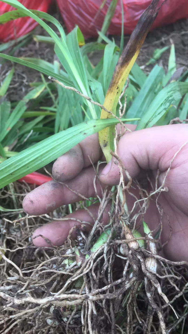 白芨苗，免费技术指导，成活率95%一件代发