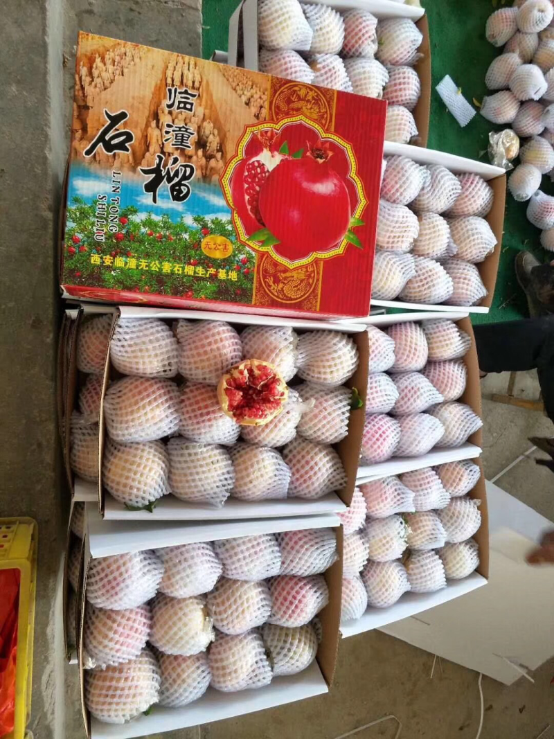 《临潼石榴》