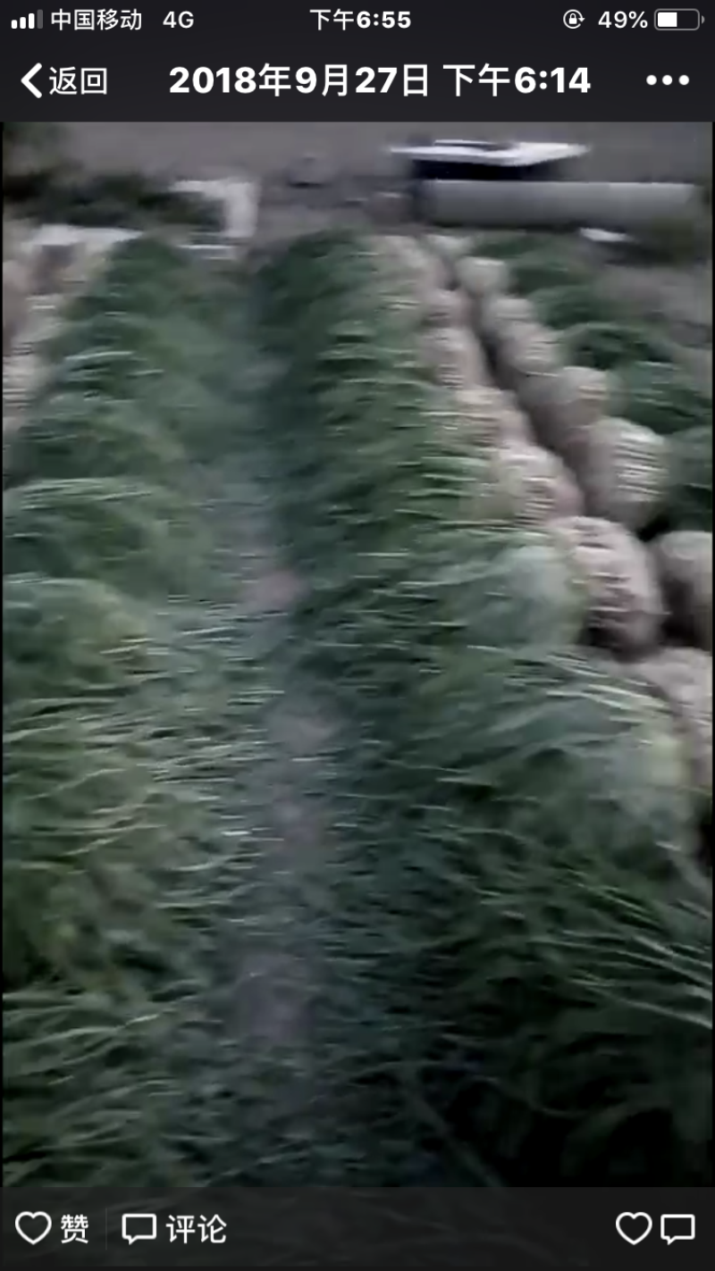 红根大蒜