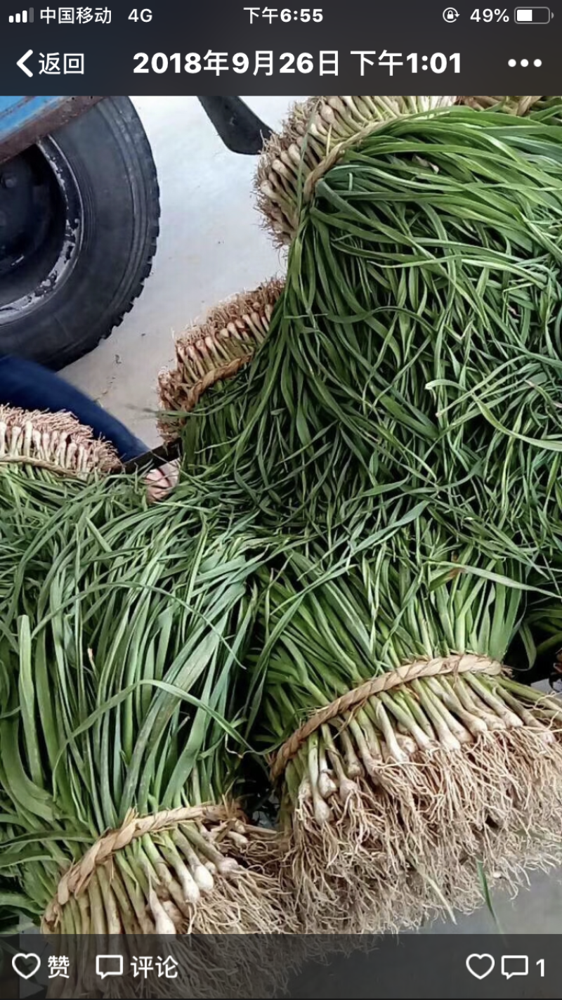 红根大蒜
