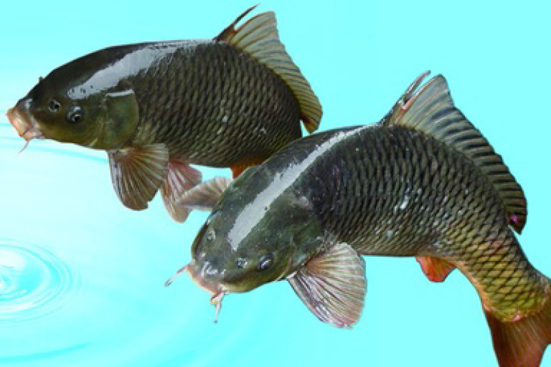 鲶鱼、桂花鱼、鲢鱼、鲫鱼、鲤鱼、草鱼、大头、罗非鱼等